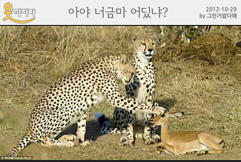 금마 이미지